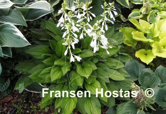 Hosta Paradise Beach